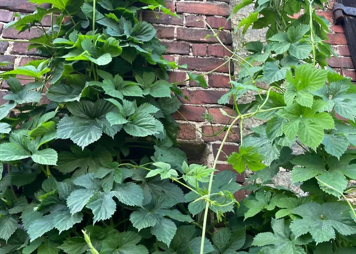 Dom Piwowara 레스나